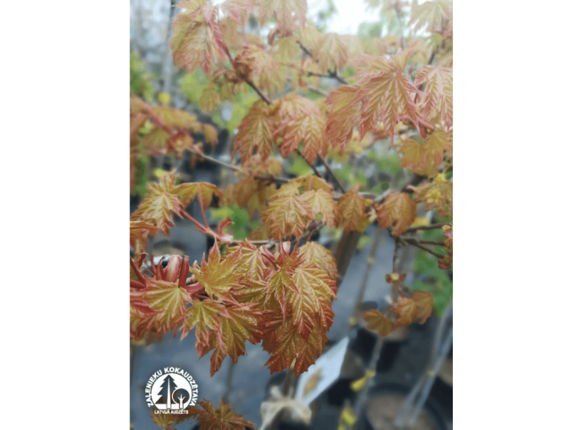 Acer platanoides   'Golden Globe'